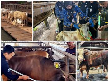 Antusiasme Berkurban Meningkat, Pemotongan Sapi di Lampung Tembus 24.986 Ekor